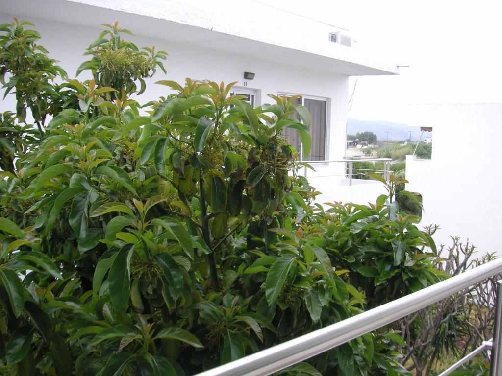 האראקי Maria Studios And Apartments מראה חיצוני תמונה